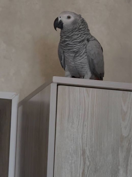 Жако Говорящий Попугай