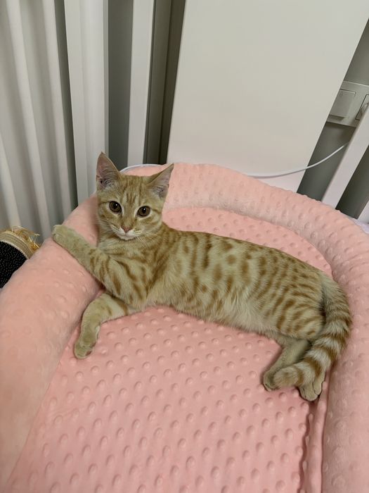 Кошку в хорошие руки