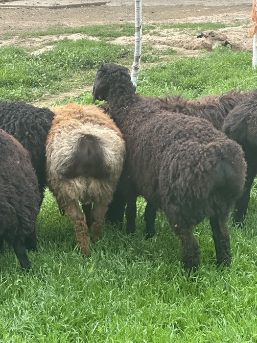 Туктылар сатылады