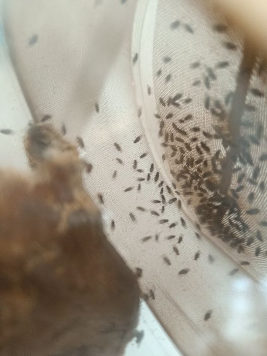 Мушка дрозофила (нелетающая муха)