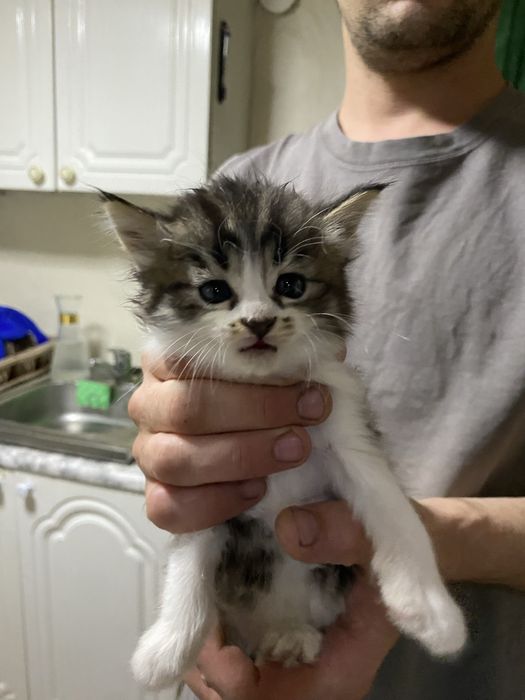 Отдадим котенка в добрые руки( девочка)