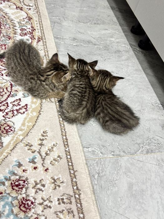 отдам. катят не дорого