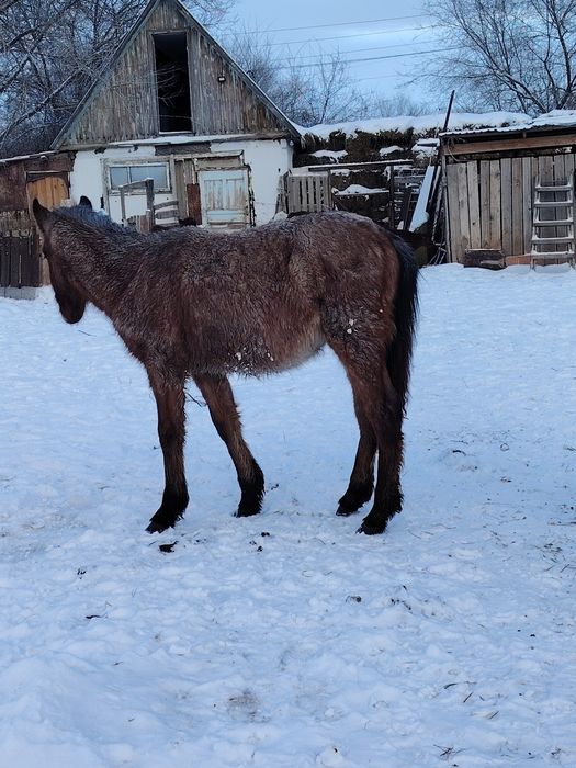 Жабағы сатылады. Еркек