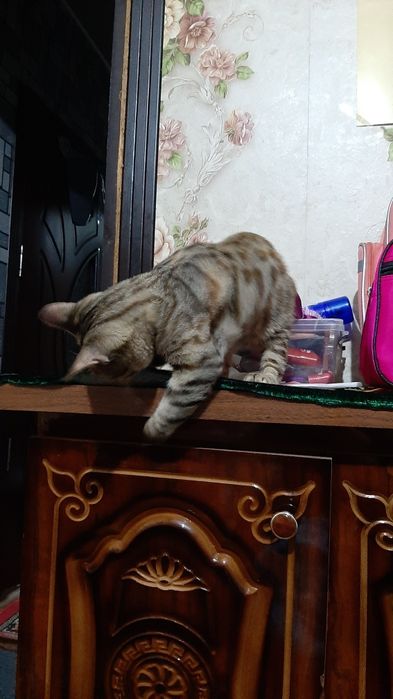 Bengal mushuk sotiladi