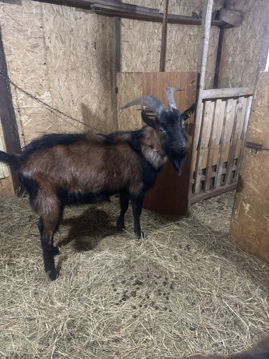 Асыл тұқымды теке.