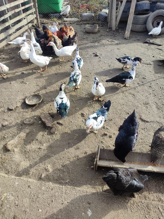 Vând rațe mute(leșești)