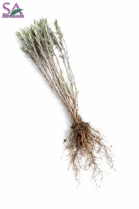 Butași de lavandă 3 ani cantități mari