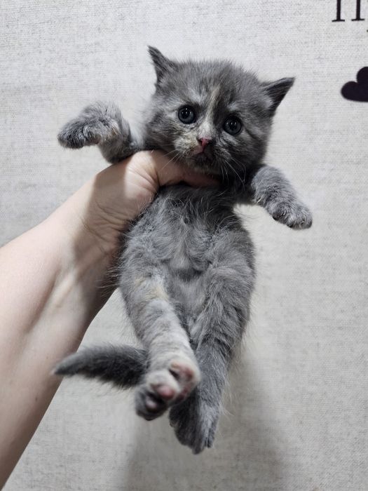 Продам шотландских котят!