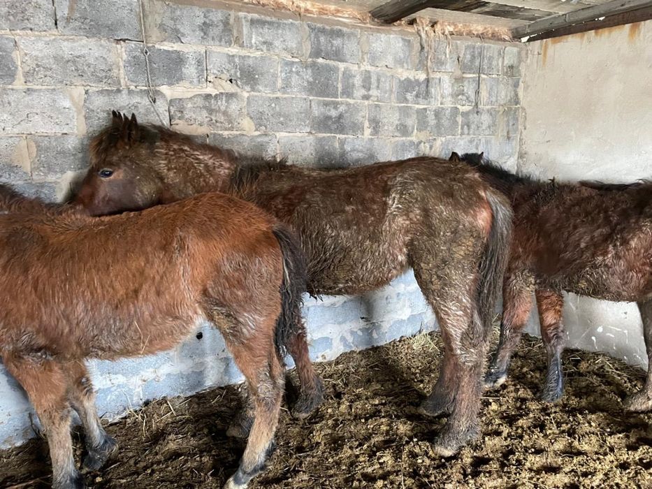 Лошади до года продам