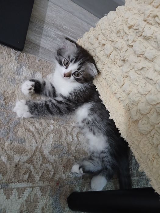 Шотландский вислоухи котята
