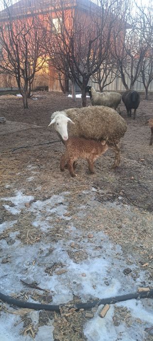 Матки с ягнятами ,домашние.