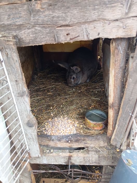 Iepuroi De Belgian Cu Neozeelandez pitic