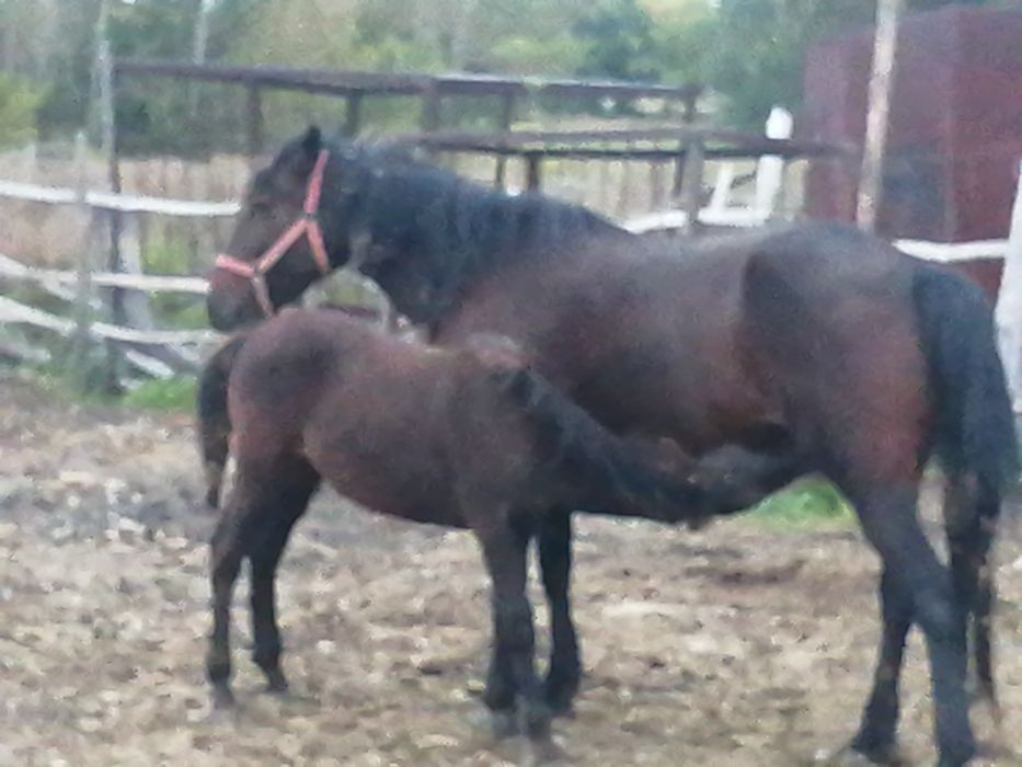 Продам лошвдь с жеребенком