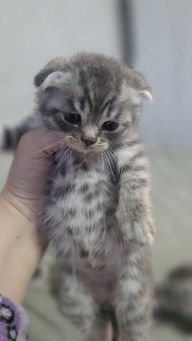 Продам шотландских котят