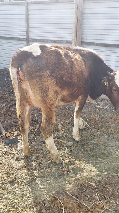 Продам молочную нетель