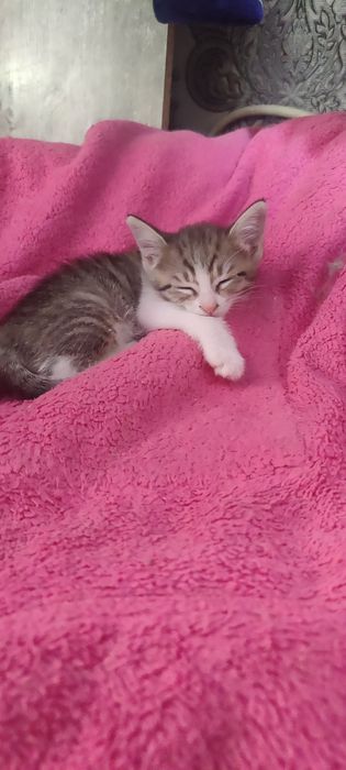 Котята ищут семью
