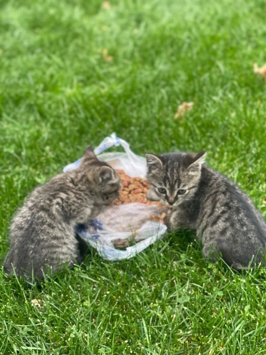 Котята в хорошие руки