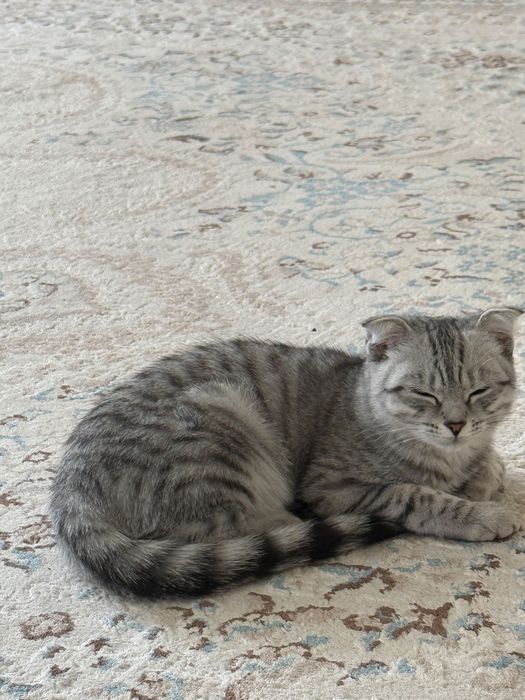 Породистая кошка продается