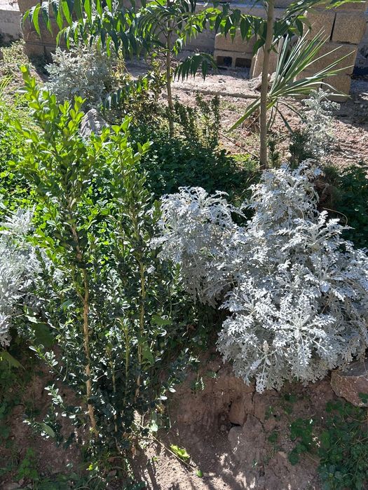 Кустарники, самшит, юка и тд