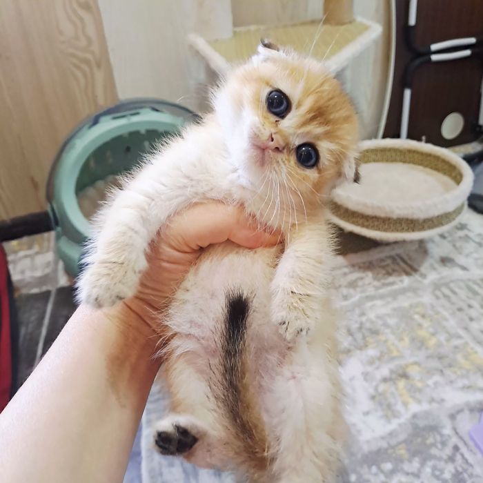 Котята от правильной вязки
