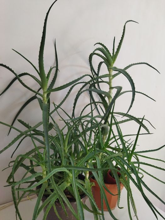 Продам алоэ 3,4,5 летние