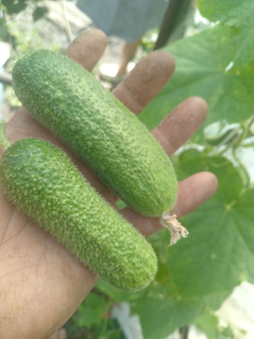 удобрения биогумс червы шылаушын