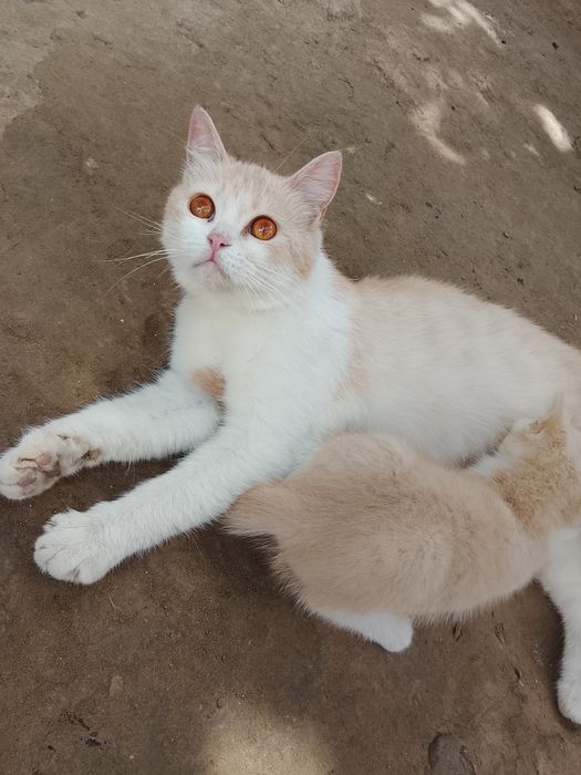 Mushuk bolasi onasi bilan beriladi hadyga