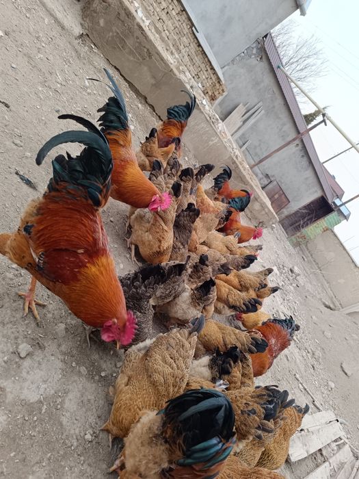 Инкубационные яйца кучинской юбилейной породы