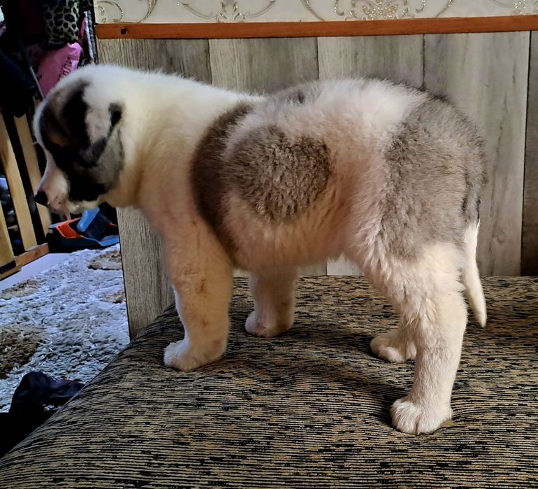 Щенки московской сторожевой