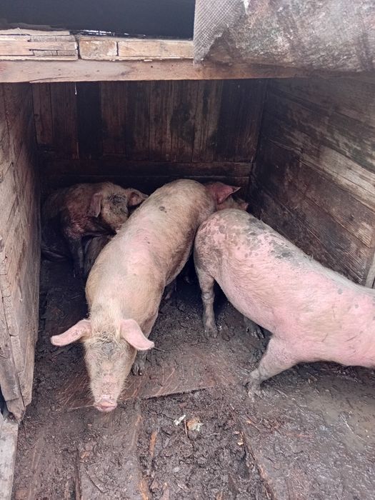 Продаются подсвинки