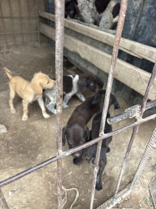 Продам щенки курцхара