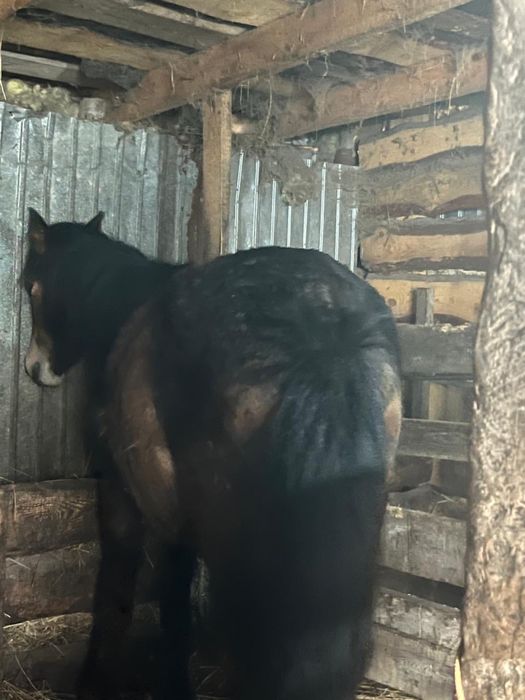 Продам Байтал, жеребая