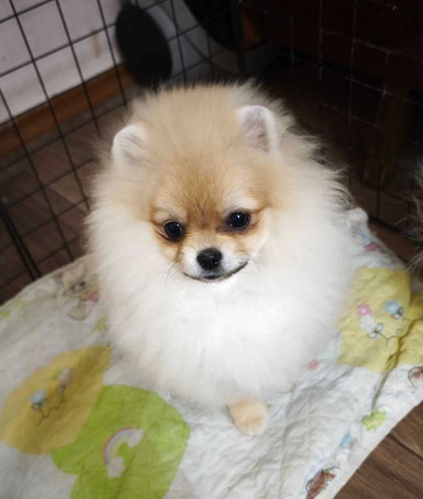 Девочки цверг шпица