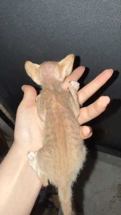 Котята канадского сфинкса