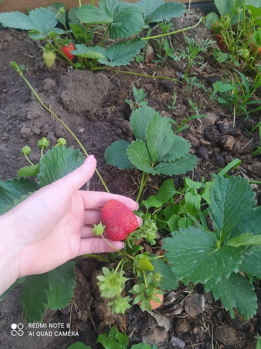 Сдам дачу сад Энтузиаст