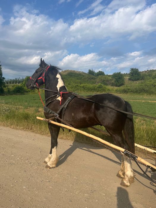 Vand armasar cal tarcat Barokpinto din tata frizian si mama pinto