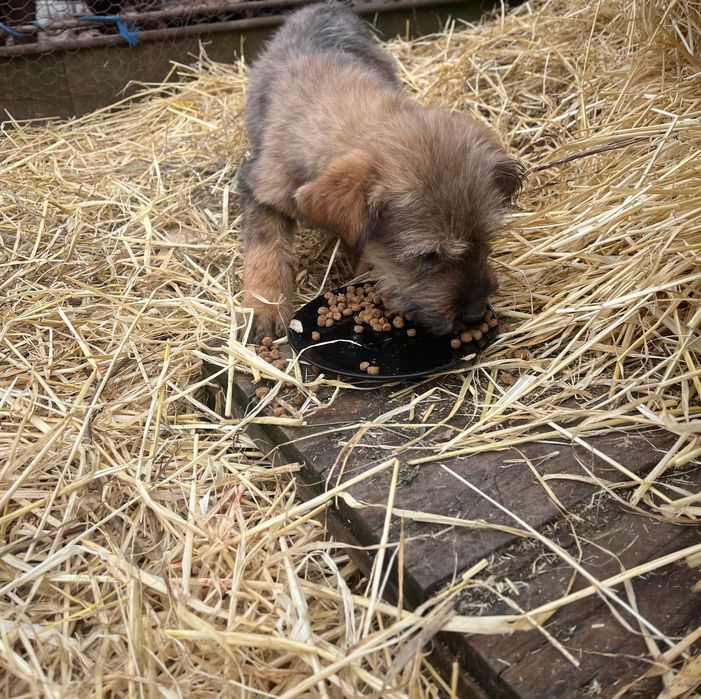 Donez cățeluși metiș de 4 luni