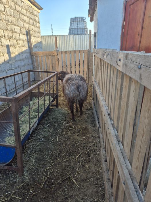 Қашыруға теке ,қошқар