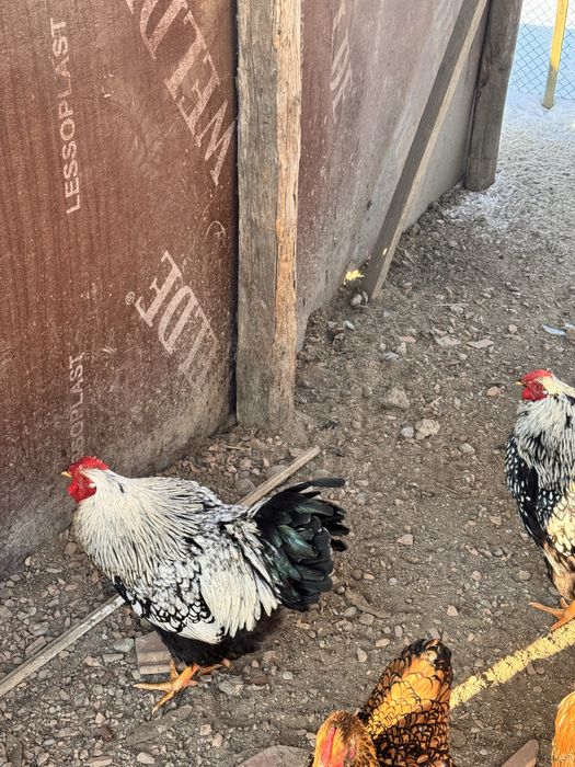 De vânzare cocoși Wyandotten