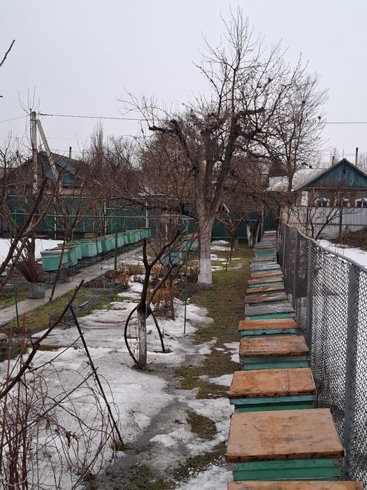 Продам пчел, пчелосемьи