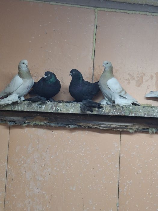 Продам голубей игра гребля тяга