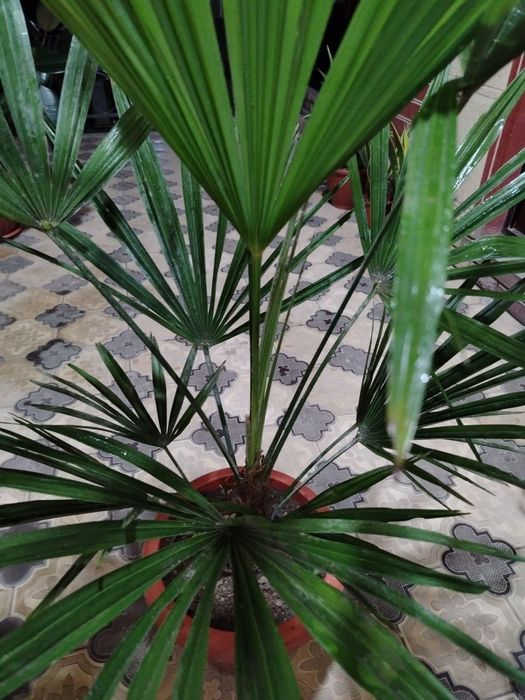 Комнатные растения, цветы, Honaki gullar, Optom va donaga, Gul, Цветы