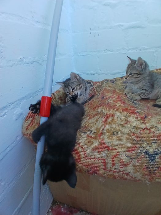 Котятки в любящие руки