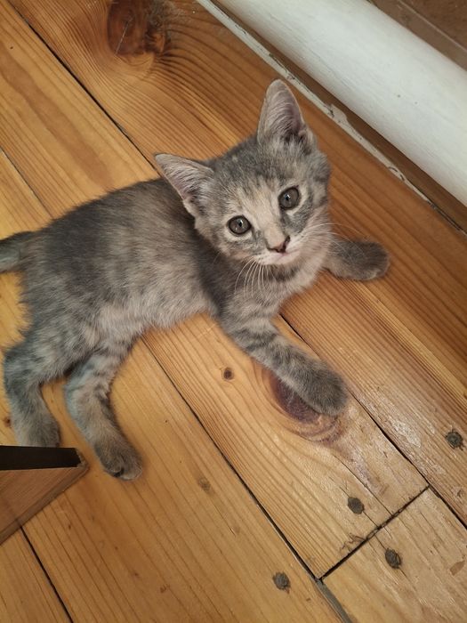Котенок домашние