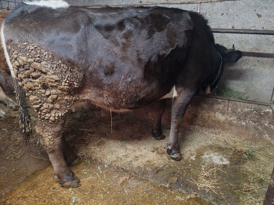 De vanzare vaca de lapte