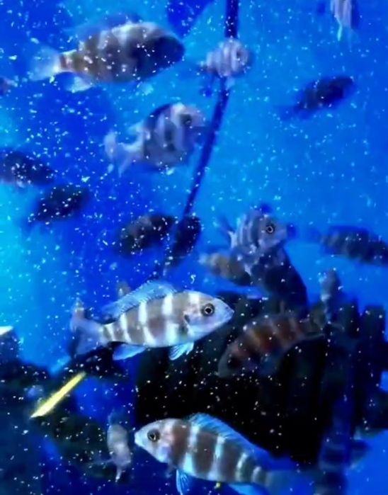 Продам мальков Cyphotilapia Frontoza Nort blue.