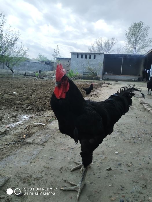 Jersi Qora Shahzoda  boʻyi 1.78 sogʻlom