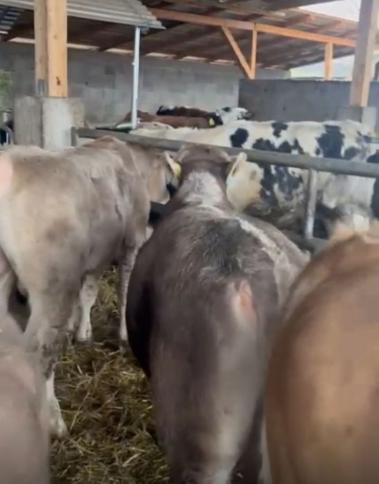 Tăurasi de vânzare