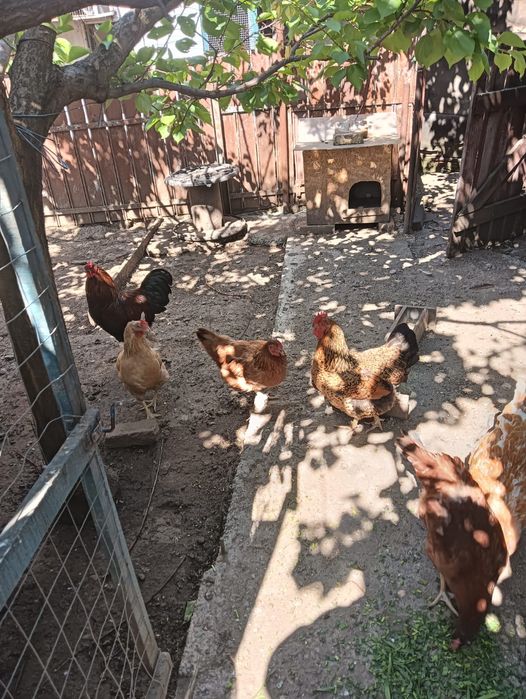 Familie găini și cocos