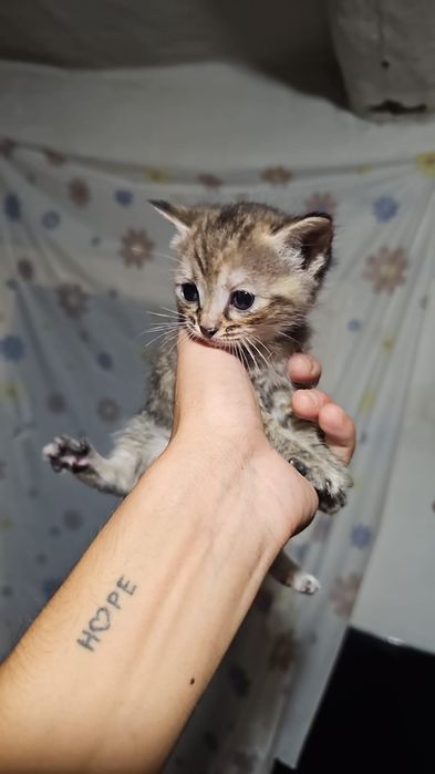 Отдам котят  в хорошие руки
